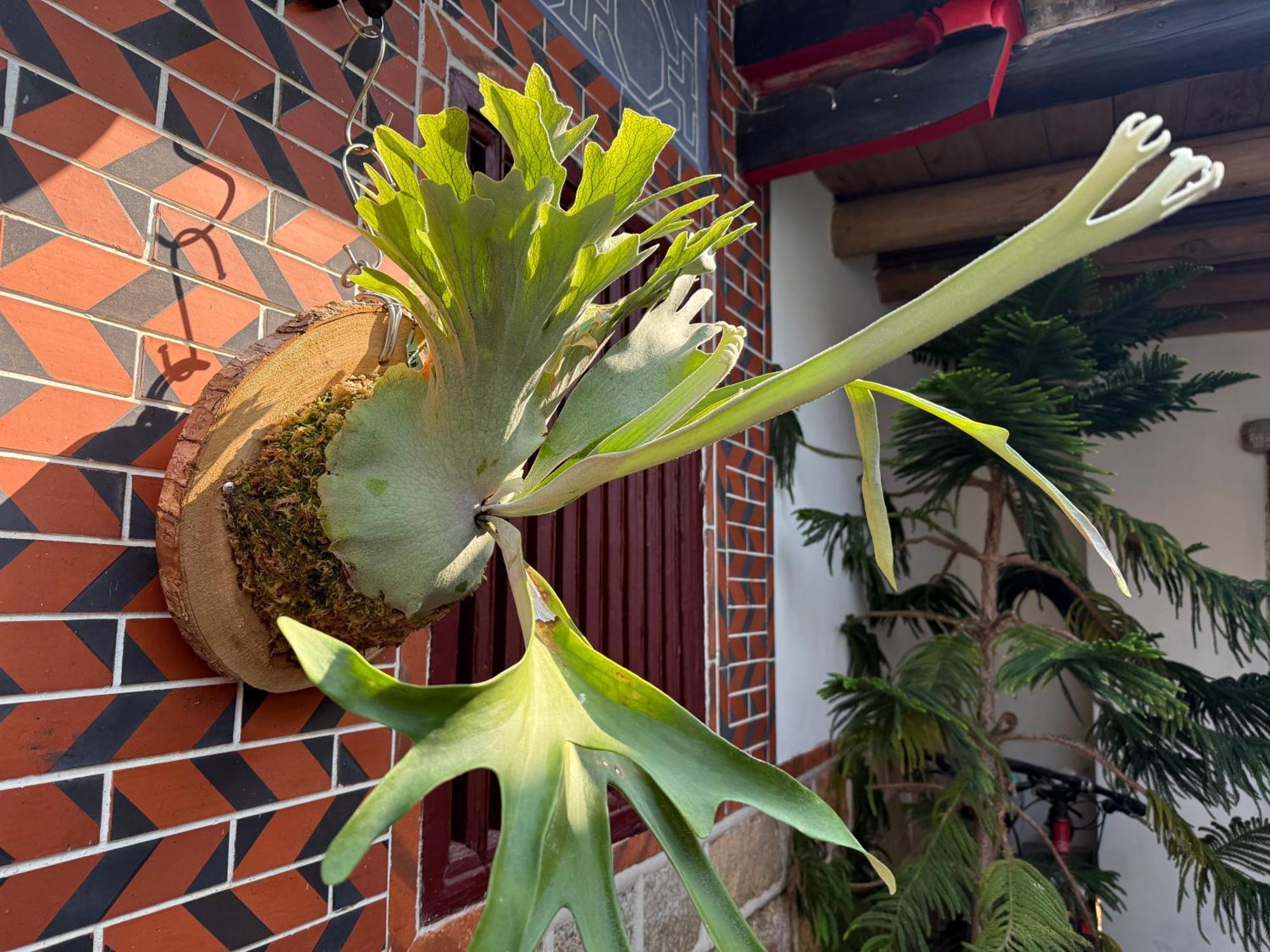 Grace Homestay Jincheng Exteriér fotografie